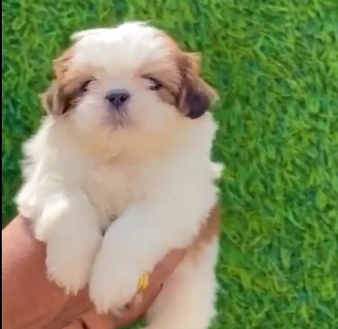 shih tzu-6